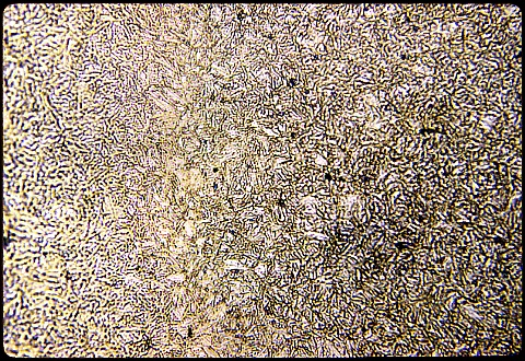 SAE2315 carburized and heat treated case at 500X etched