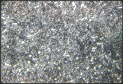 Position 4 - Roll13-30-fileAt1000X.jpg
